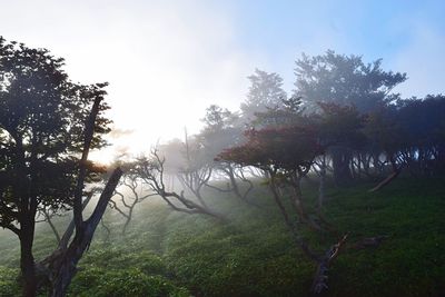 Trees on landscape against sky