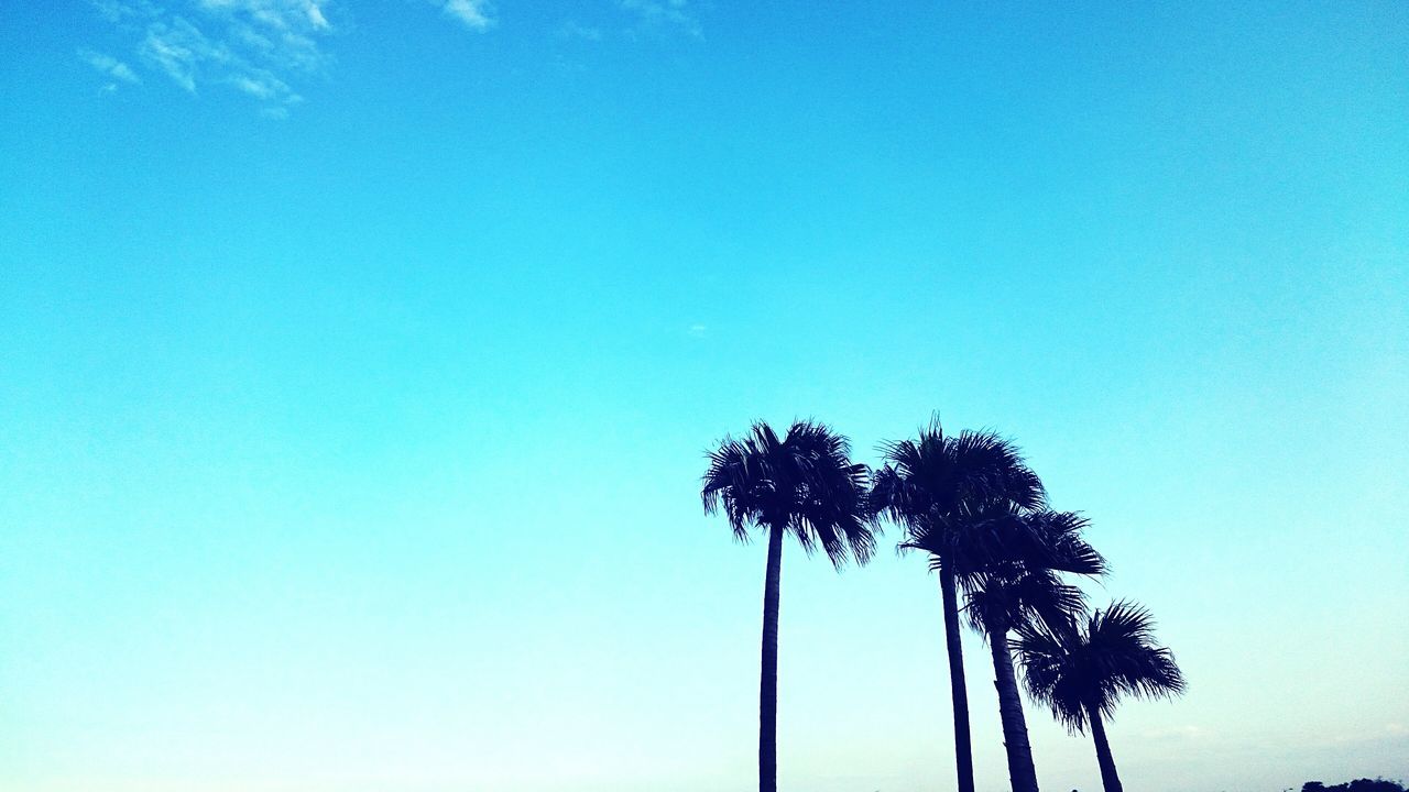 clear sky, palm tree, low angle view, tree, copy space, blue, silhouette, growth, nature, tree trunk, tranquility, beauty in nature, tall - high, coconut palm tree, outdoors, no people, sky, tranquil scene, scenics, day