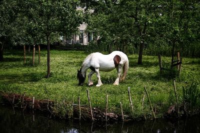 Horse grazing in a field