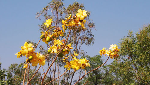 Low angle view of yellow flowers blooming against clear sky
