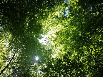 Low angle view of sunlight streaming through trees in forest