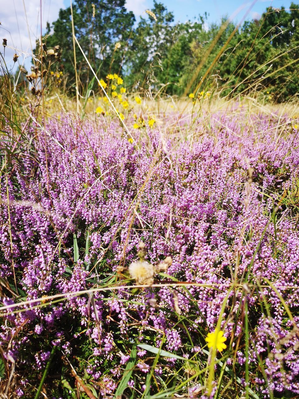 CLOSE-UP OF PURPLE FLOWERING PLANTS BY TREES ON FIELD
