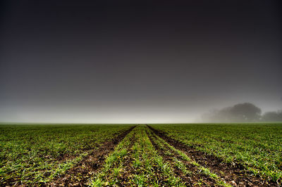 Scenic view of field against clear sky