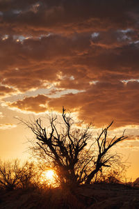 Silhouette bare tree against dramatic sky during sunset