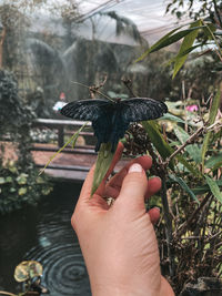 Close-up of hand holding butterfly