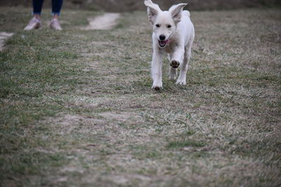 Dog running on field