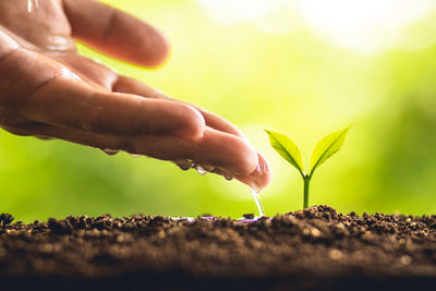 Cropped image of person watering seedling 