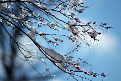 Low angle view of cherry blossom against sky