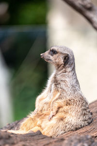 Portrait of a meerkat sitting on a log