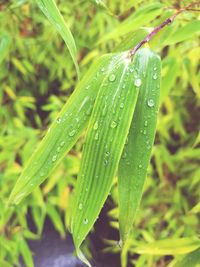 Close-up of raindrops on grass