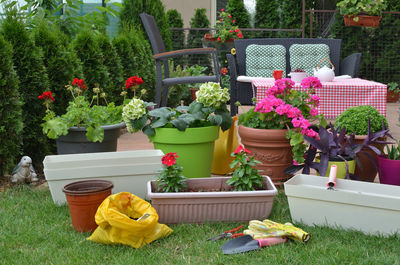 Potted plants in yard