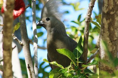 Low angle view of bird perching on tree