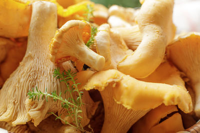 Close-up of mushrooms