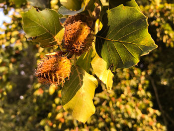 Close-up of yellow leaves on plant