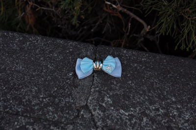 High angle view of flower on rock