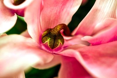 Close-up of pink flower