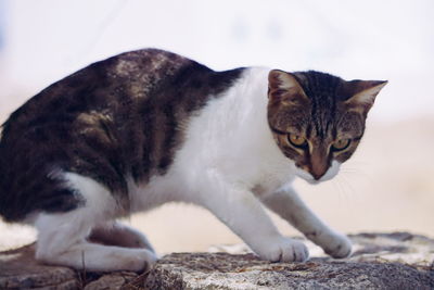 Close-up portrait of cat on rock
