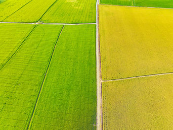 Aerial view of green and yellow rice fields. sustainable agriculture with carbon neutrality