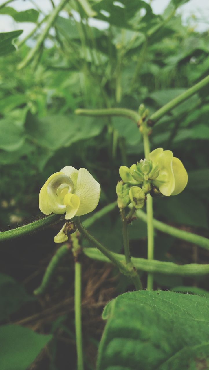 CLOSE-UP OF FRESH YELLOW ROSE FLOWER