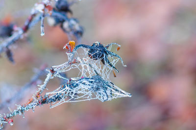 Close-up of flower frozen