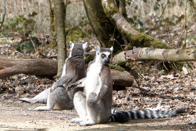 Ring tailed lemur sitting in the sun