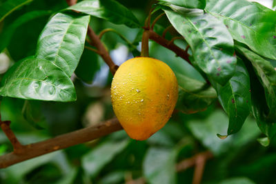 Ripe canistel fruit hanging on tree branch