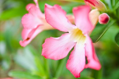 Close-up of pink flower blooming outdoors