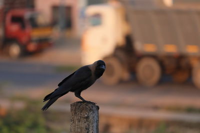 Close-up of bird perching on wood