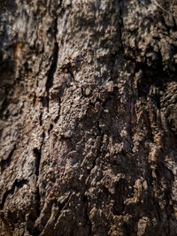 Full frame shot of tree trunk