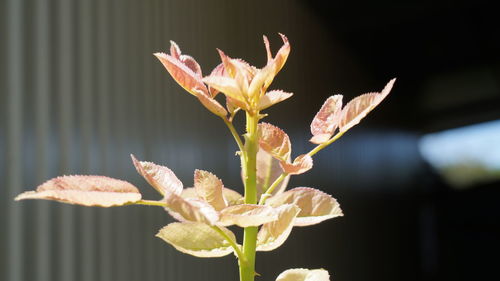 Close-up of flowering plant leaves
