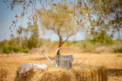 Hay bales in a field