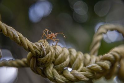 Close-up of insect on plant