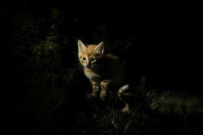 Portrait of cat sitting against black background