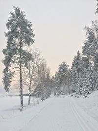 Trees on snow covered landscape against clear sky