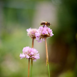 Honey been on top of flower