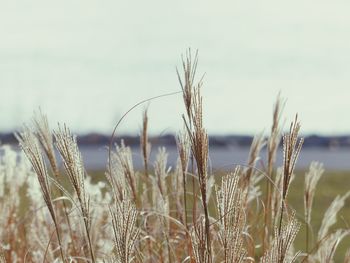 Close-up of plants growing on field