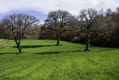 Trees on field against sky