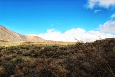 Scenic view of field against sky