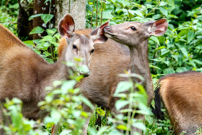 Deer in a field