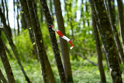 Close-up of red leaf hanging on tree trunk in forest