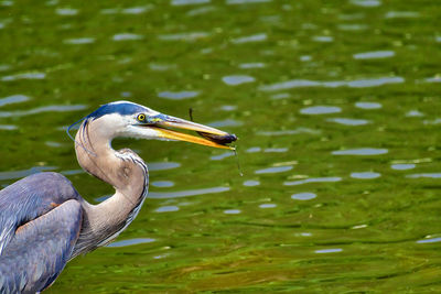 Close-up of bird