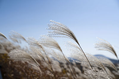 Close-up of stalks against clear sky