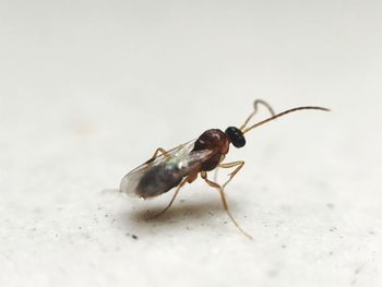Close-up of insect