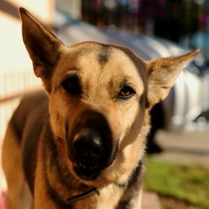 Close-up portrait of dog