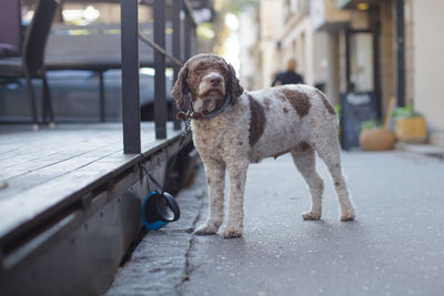 Portrait of dog standing on footpath