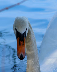 Close-up of a bird 