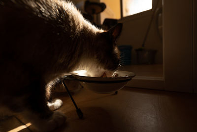 Close-up of a cat drinking water