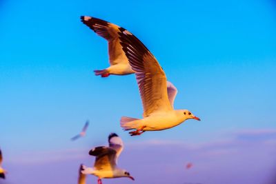 Low angle view of birds flying against blue sky