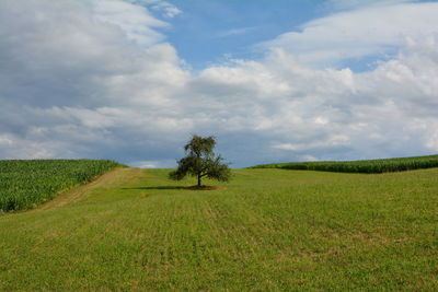 Scenic view of field against sky