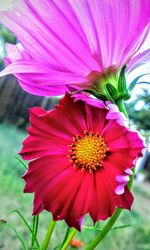 Close-up of pink flower